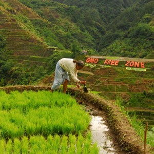 Chinese rice